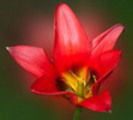 Thumbnail Red Tulip