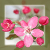 Thumbnail cherry blossom with frame