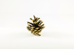 Thumbnail Pine cone