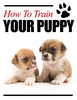 Thumbnail How to train your Puppy