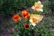 Thumbnail Tulips