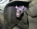 Thumbnail Rat in bag