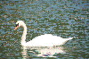 Thumbnail Swan