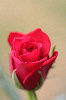 Thumbnail Rose