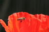 Thumbnail Bee and poppy 9715